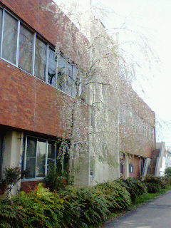 農学分館背面としだれ桜