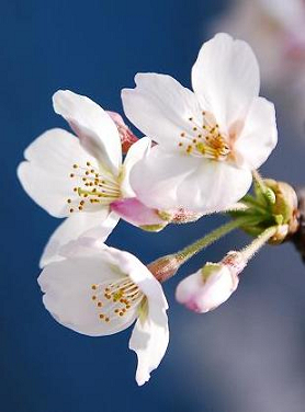 桜の花